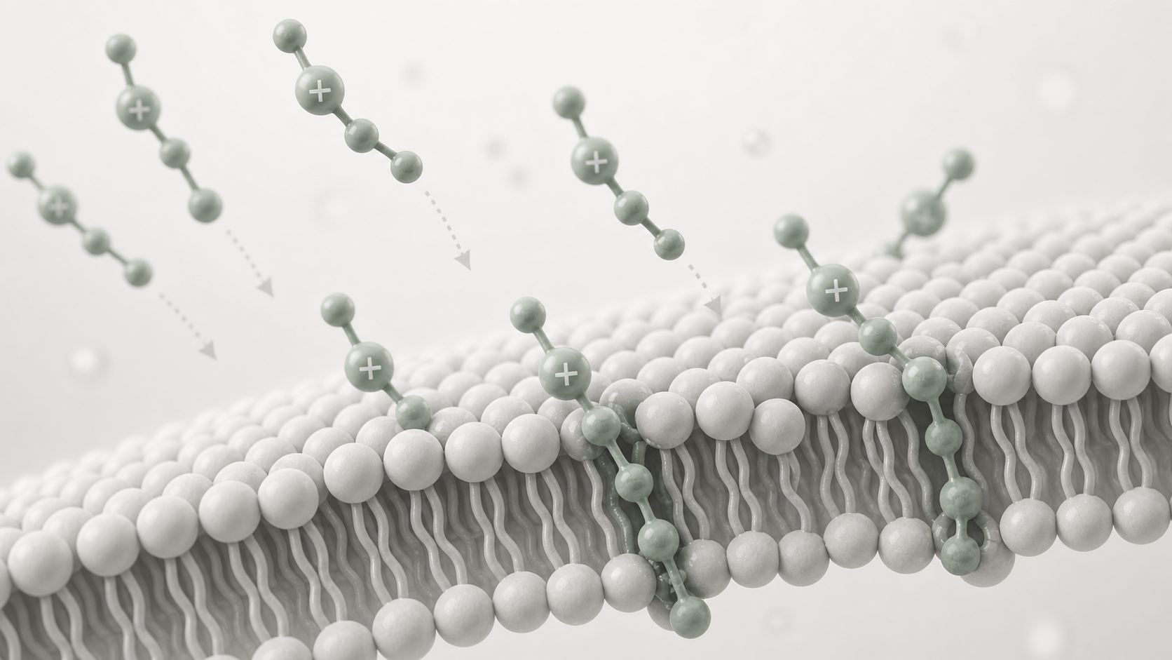 Abstract scientific illustration of cationic compound shapes approaching a lipid membrane surface.