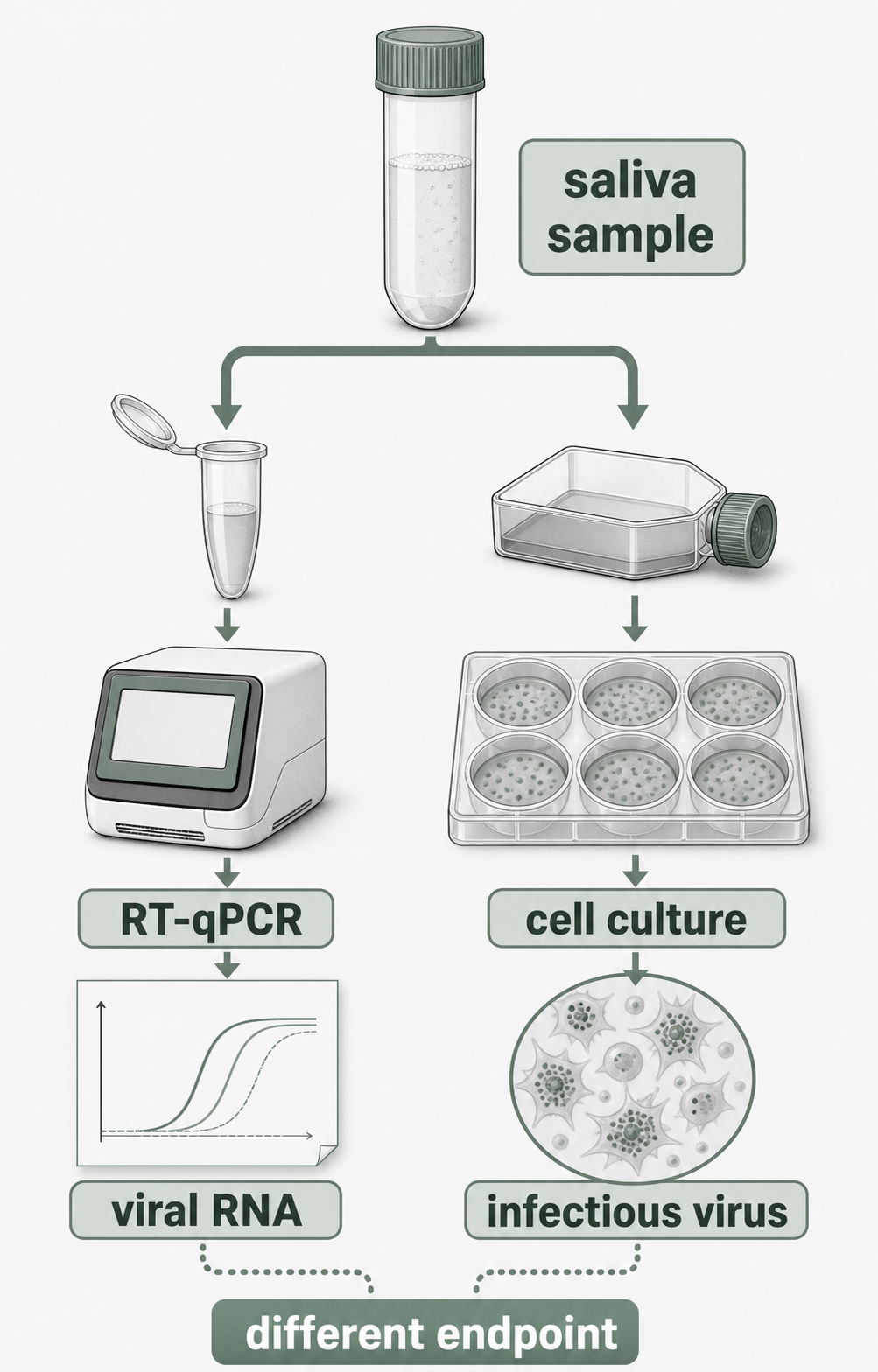 Diagram separating saliva RNA testing from infectious virus culture.